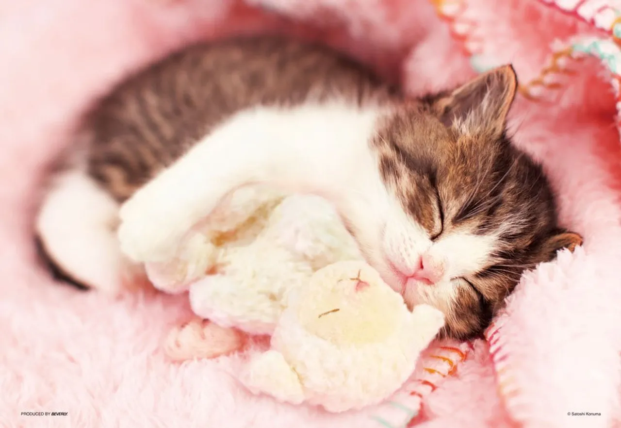 Beverly Jigsaw Puzzle L74-146 Pretty Pet Kitty Cat (150 L-Pieces)