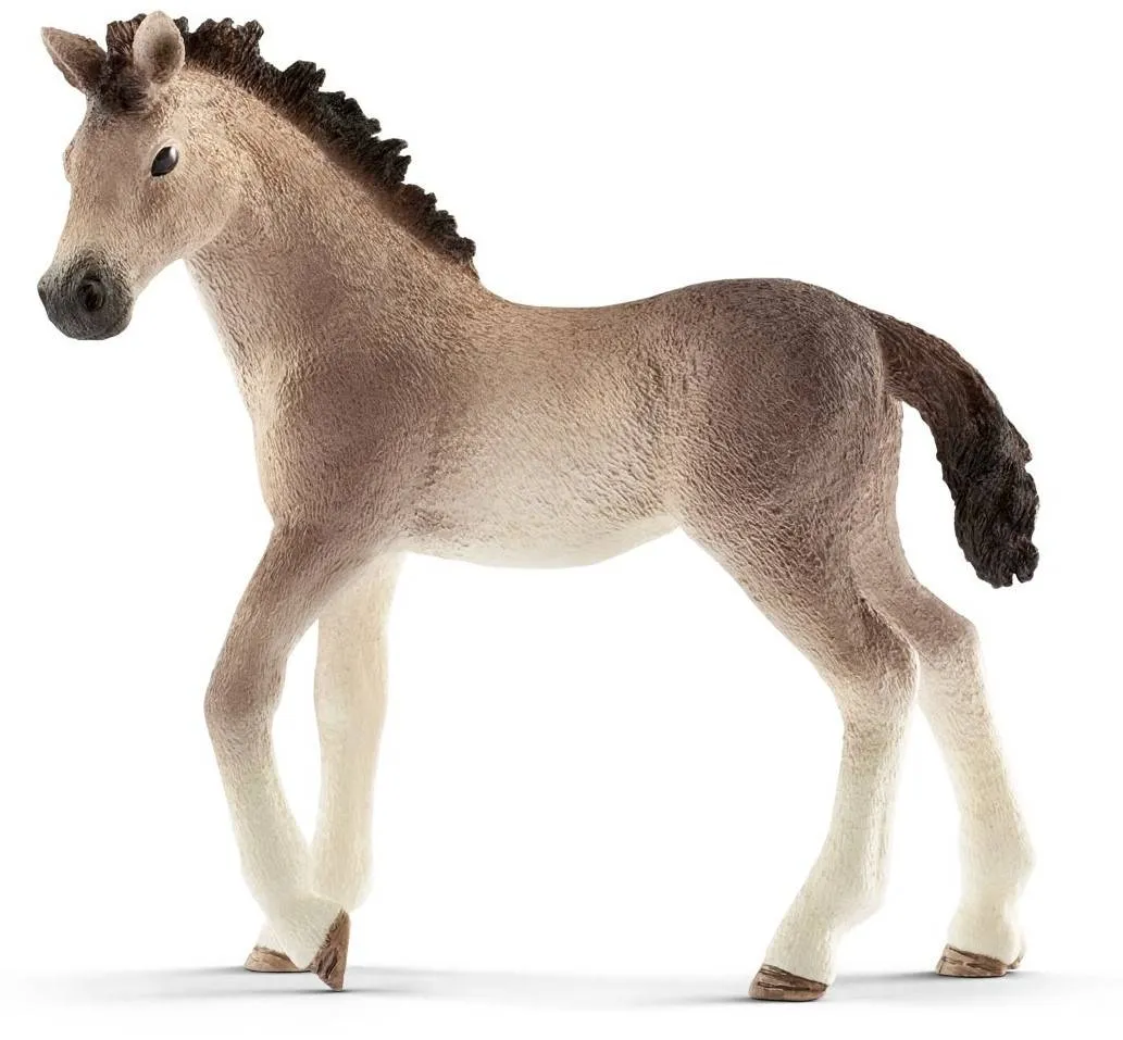 Andalusian Foal