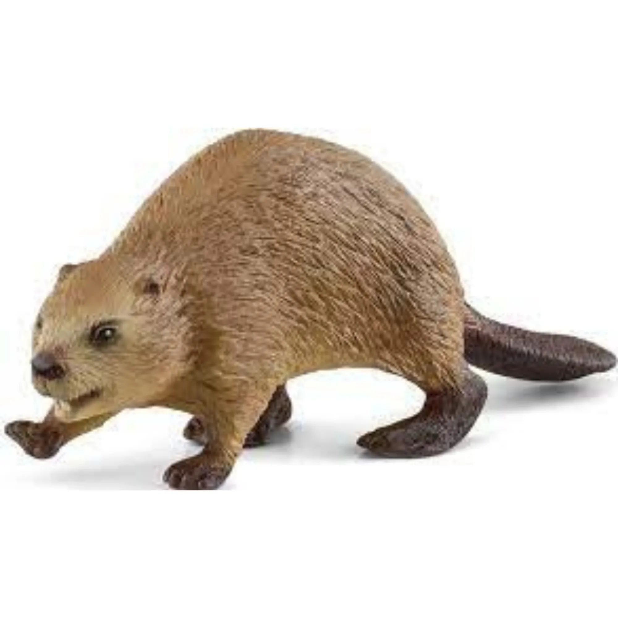 Beaver