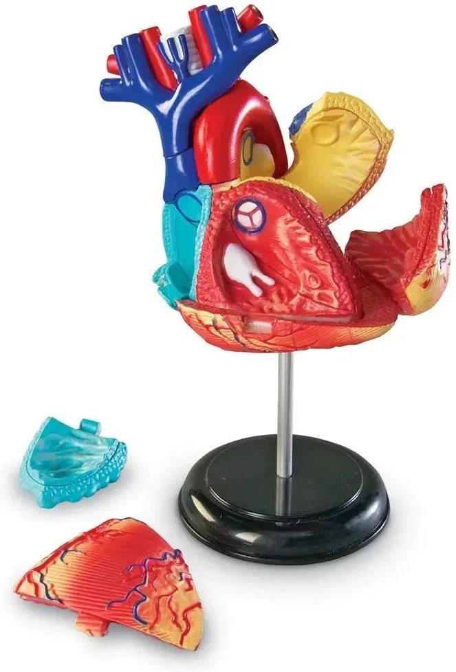 Heart Anatomy Display Model