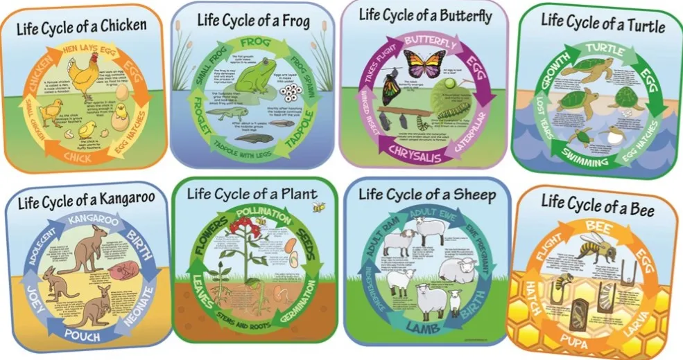 Life Cycles - Set of 8 Outdoor Signs