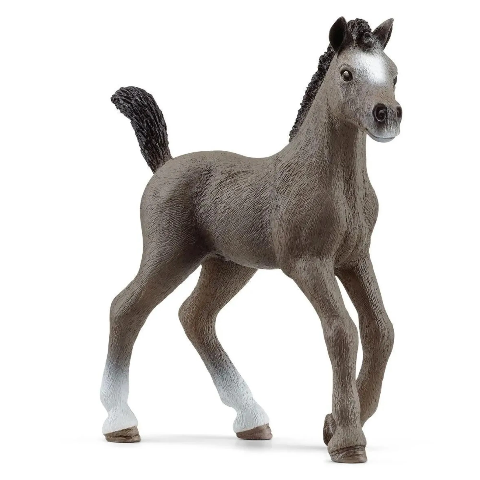 Selle Français Foal