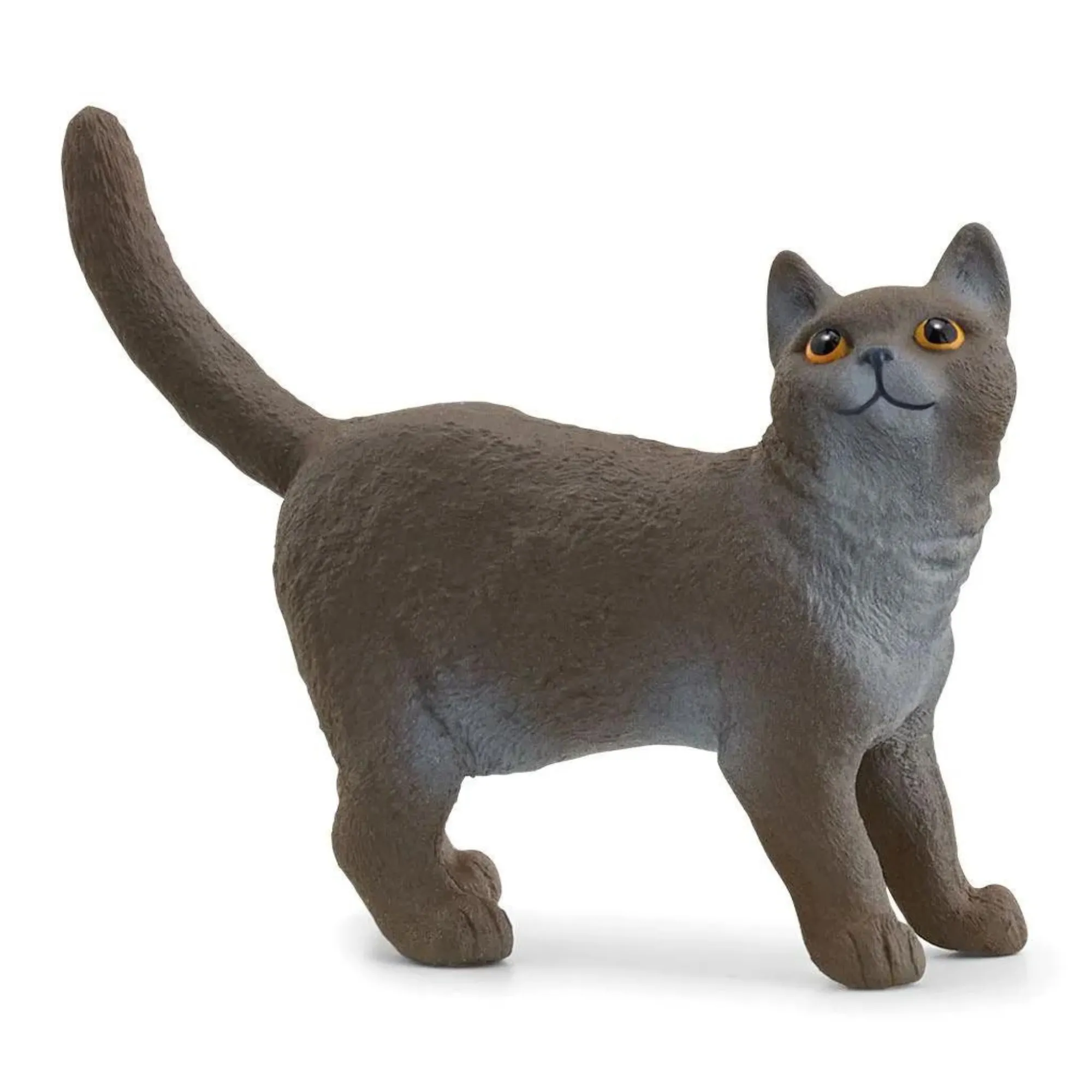 British Shorthair Cat