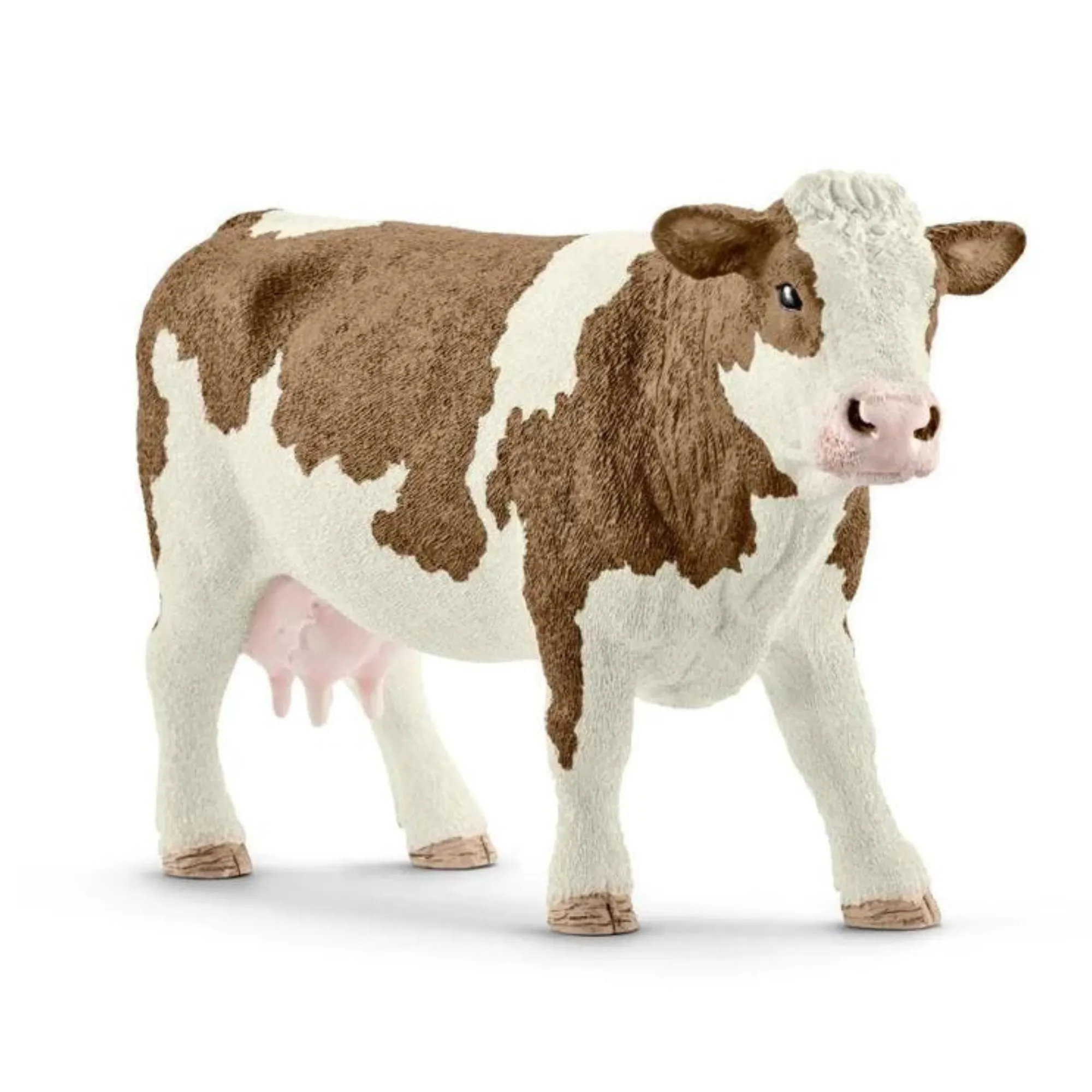 Simmental Cow