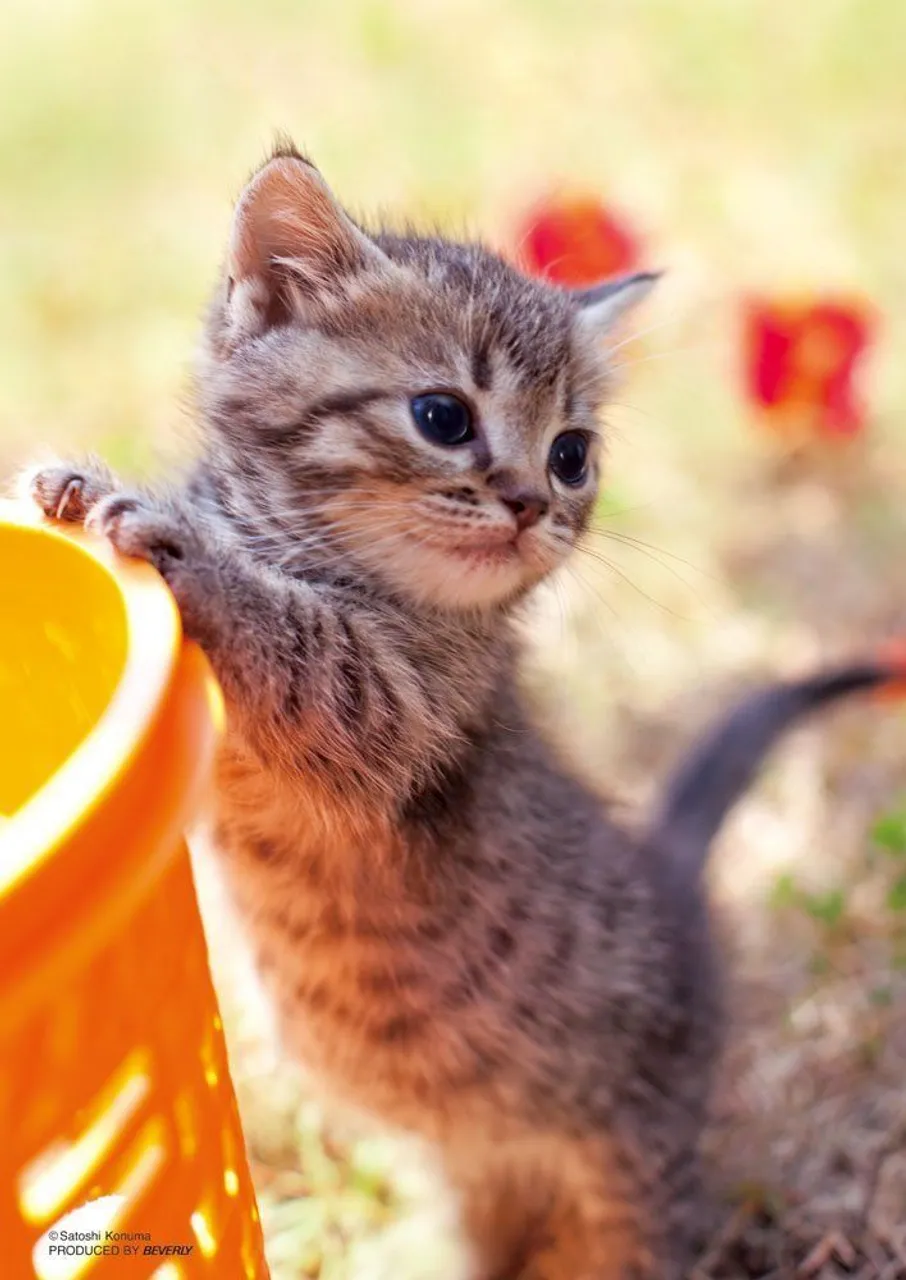 Beverly Jigsaw Puzzle P88-016 Lovely Cat (88 L-Pieces)