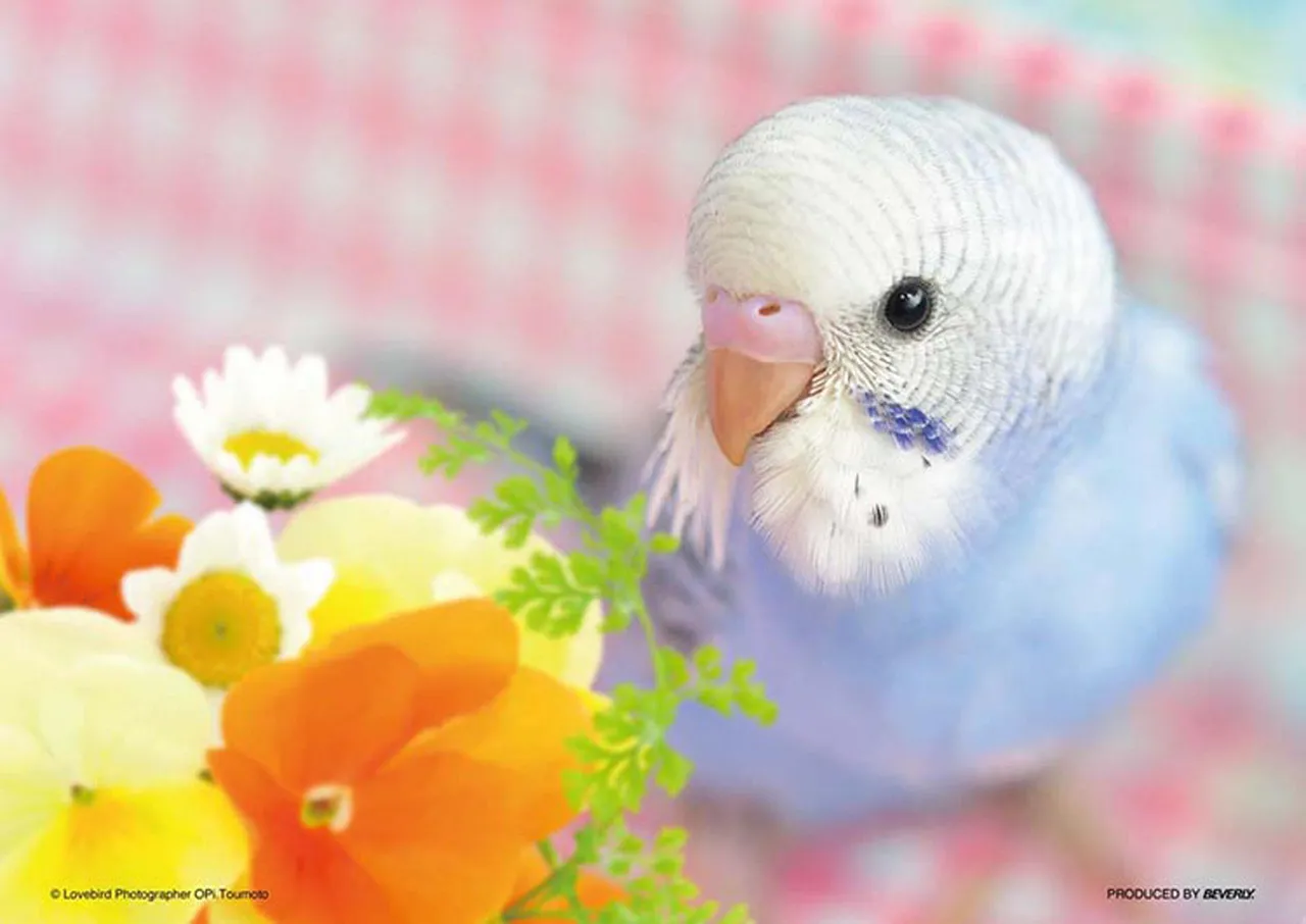 Beverly Jigsaw Puzzle P88-018 Pet I LOVE Parakeets (88 L-Pieces)