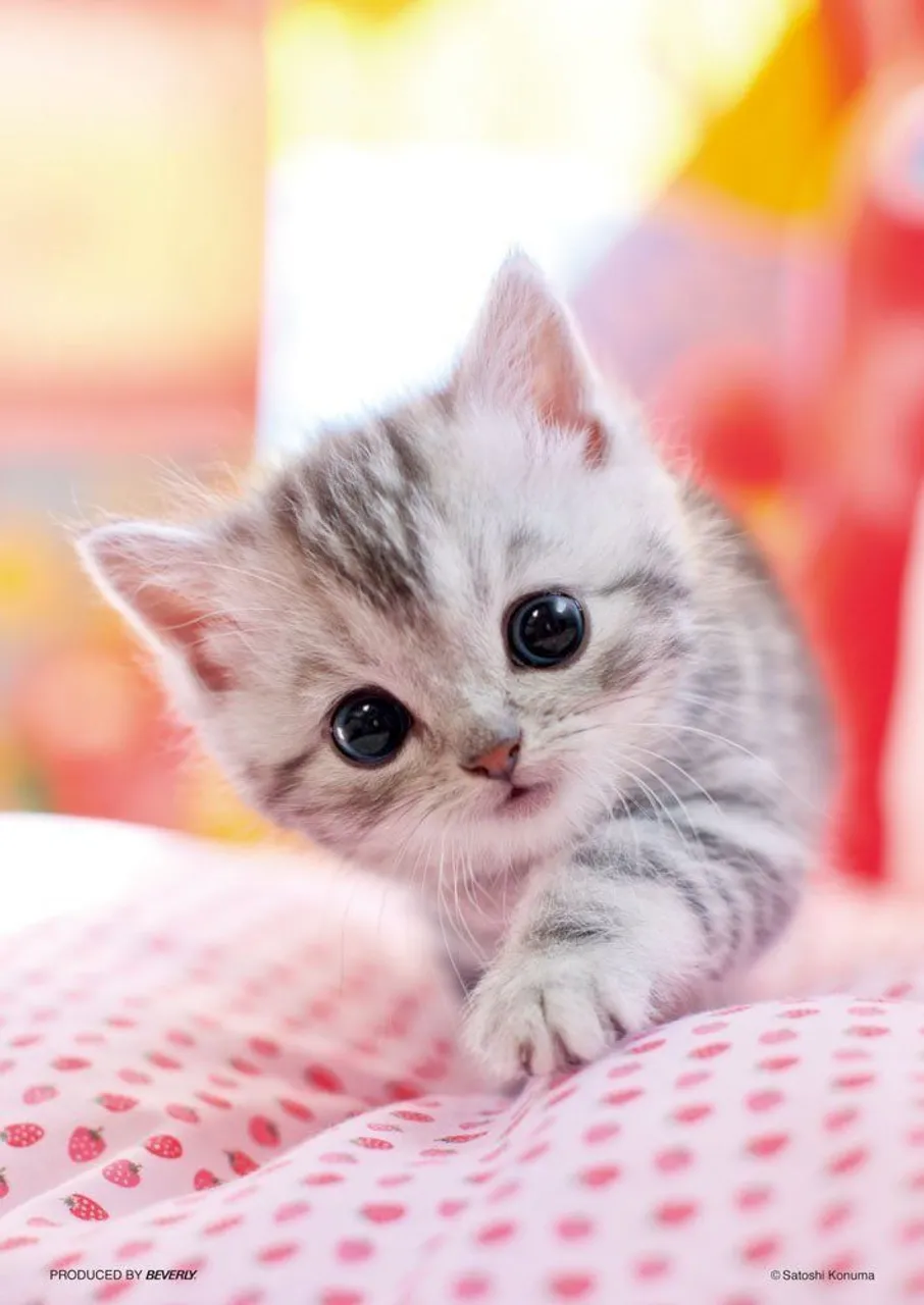 Beverly Jigsaw Puzzle P88-017 Lovely Cat (88 L-Pieces)